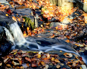 Fall Stream