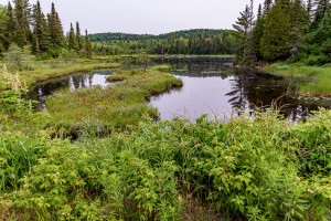 Wilderness Pond