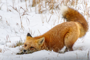 Fox playing in the Snow